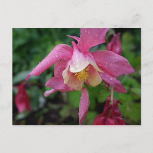 Aquilegia na de regen briefkaart (Voorkant)
