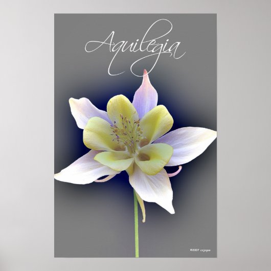 Aquilegia Poster (Voorkant)