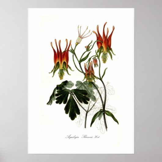 Aquilegia skinneri poster (Voorkant)
