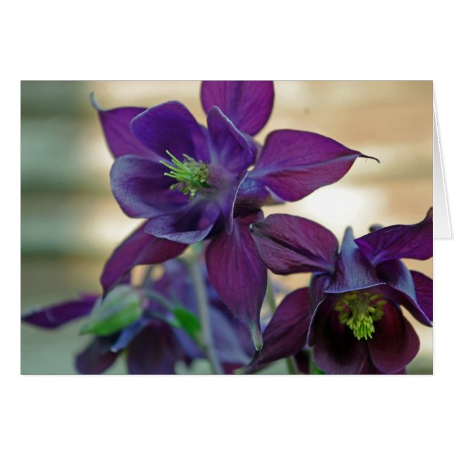 aquilegia vulgaris - bloemkaart (Voorkant Horizontaal)