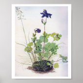 Aquilegia vulgaris Flower, Albrecht Durer Poster (Voorkant)