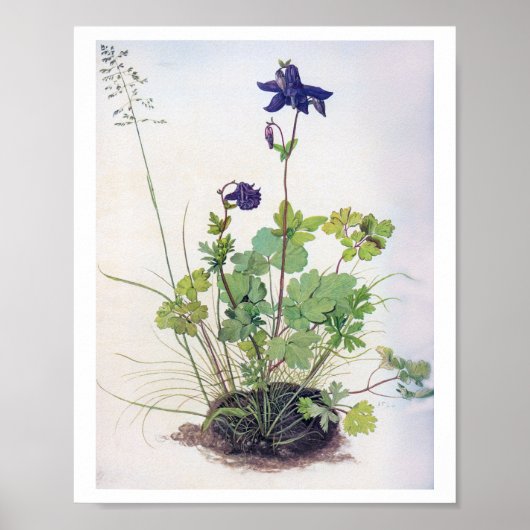 Aquilegia vulgaris Flower, Albrecht Durer Poster (Voorkant)