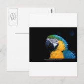 Ara arauna - Blue-and-yellow Macaw 01 Briefkaart (Voorkant / Achterkant)