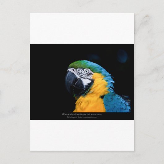 Ara arauna - Blue-and-yellow Macaw 01 Briefkaart (Voorkant)