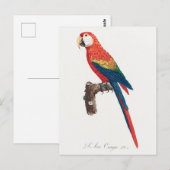 Ara Canga Parrot Briefkaart (Voorkant / Achterkant)