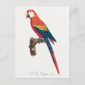 Ara Canga Parrot Briefkaart (Voorkant)