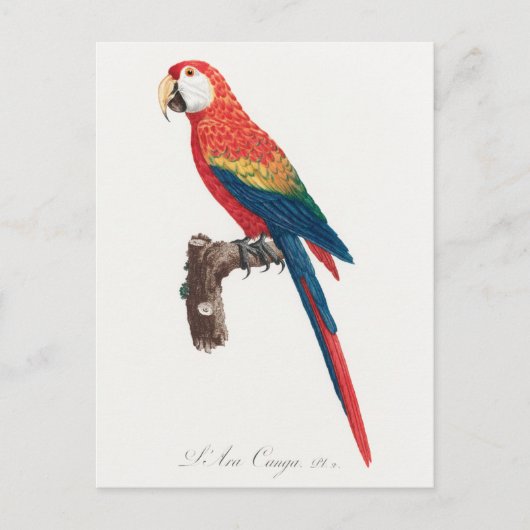 Ara Canga Parrot Briefkaart (Voorkant)
