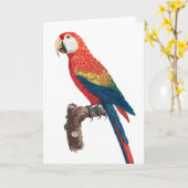 Ara Canga Parrot Kaart (Gele Bloem)
