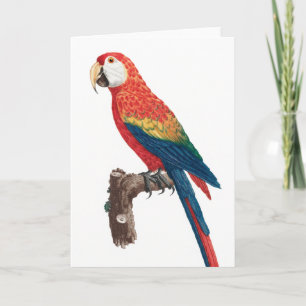 Ara Canga Parrot Kaart