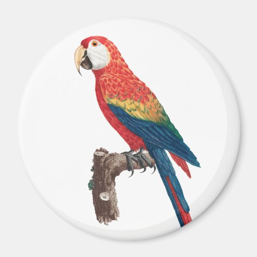 Ara Canga Parrot Magneet (Voorkant)