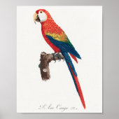 Ara Canga Parrot Poster (Voorkant)