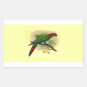Ara erythrocephala rechthoek Sticker