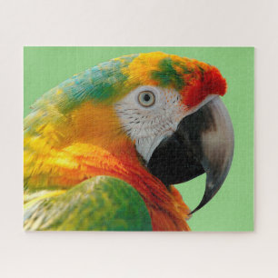 Ara Legpuzzel
