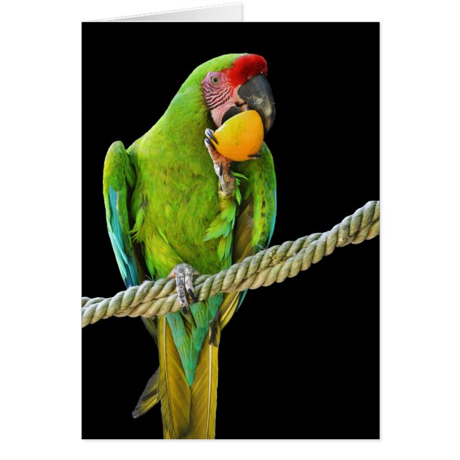 Ara Militaris Green Parrot (Voorkant)