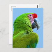 Ara Militaris Green Parrot Briefkaart (Voorkant / Achterkant)