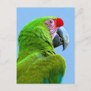Ara Militaris Green Parrot Briefkaart
