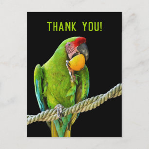 Ara Militaris Green Parrot Briefkaart