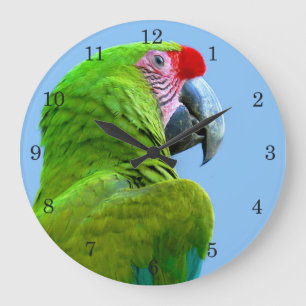 Ara Militaris Green Parrot Grote Klok