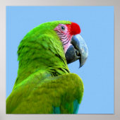 Ara Militaris Green Parrot Poster (Voorkant)