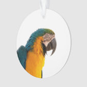 Ara Papegaai Foto Ornament (voorkant)