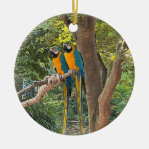 Ara Papegaaien Foto Ornament