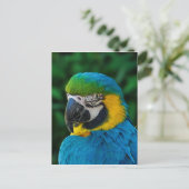 Ara Parrot Briefkaart (Staand voorkant)