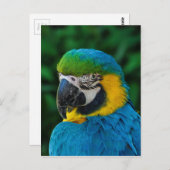 Ara Parrot Briefkaart (Voorkant / Achterkant)
