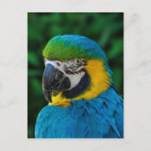 Ara Parrot Briefkaart (Voorkant)