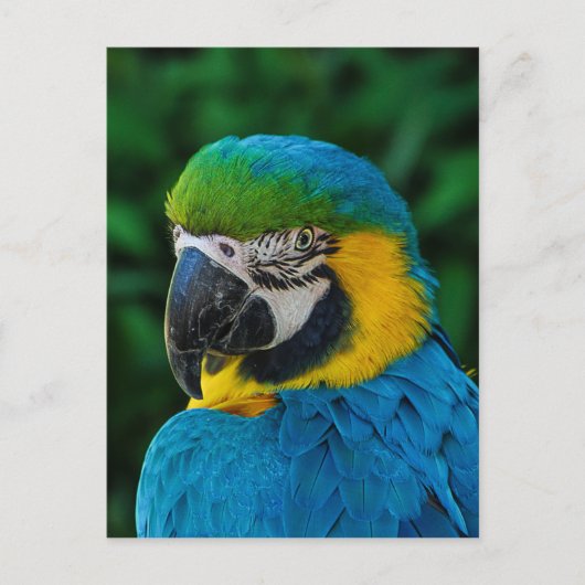 Ara Parrot Briefkaart (Voorkant)