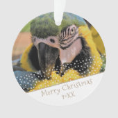 Ara Parrot Pet Photo Star Kerstkeepomwille Ornament (voorkant)