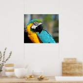 Ara Print, Waarde Poster Papier (Mat) (Keuken)
