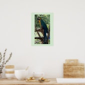 Ara Vogel Foto Poster  (Keuken)