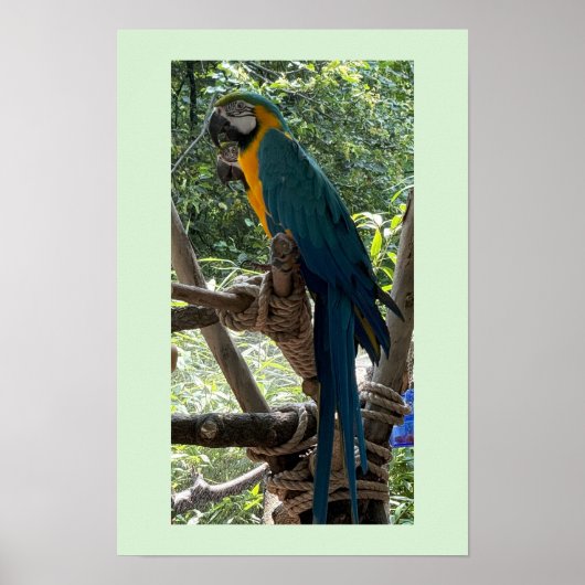 Ara Vogel Foto Poster  (Voorkant)