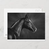 Arab Foal Briefkaart (Voorkant / Achterkant)