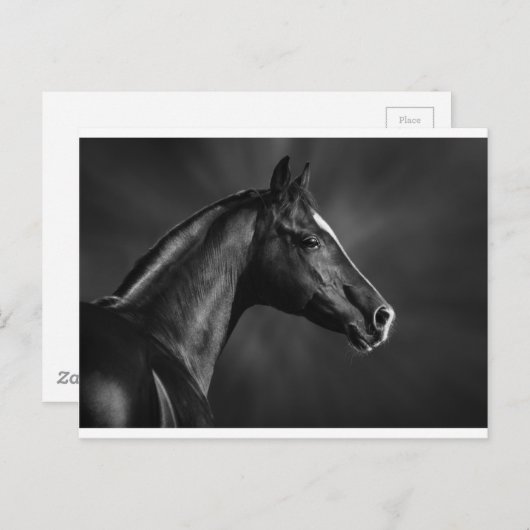 Arab Foal Briefkaart (Voorkant / Achterkant)