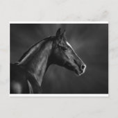 Arab Foal Briefkaart (Voorkant)