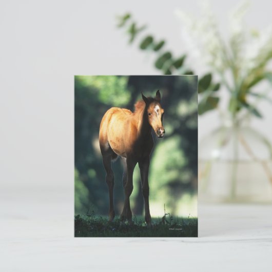 Arab Foal in de Trees Briefkaart (Staand voorkant)