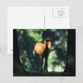 Arab Foal in de Trees Briefkaart (Voorkant / Achterkant)
