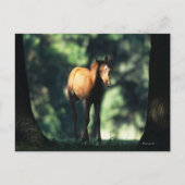 Arab Foal in de Trees Briefkaart (Voorkant)