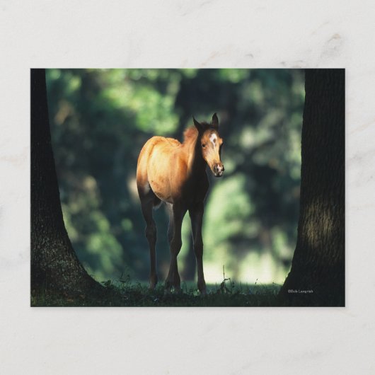 Arab Foal in de Trees Briefkaart (Voorkant)