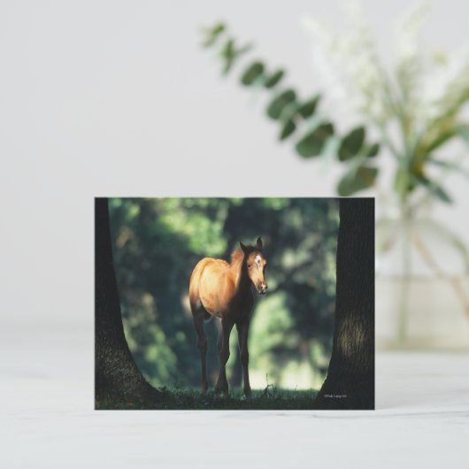 Arab Foal in de Trees Briefkaart (Staand voorkant)