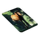 Arab Foal in de Trees Magneet (Rechterzijde)