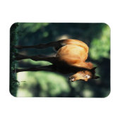 Arab Foal in de Trees Magneet (Horizontaal)
