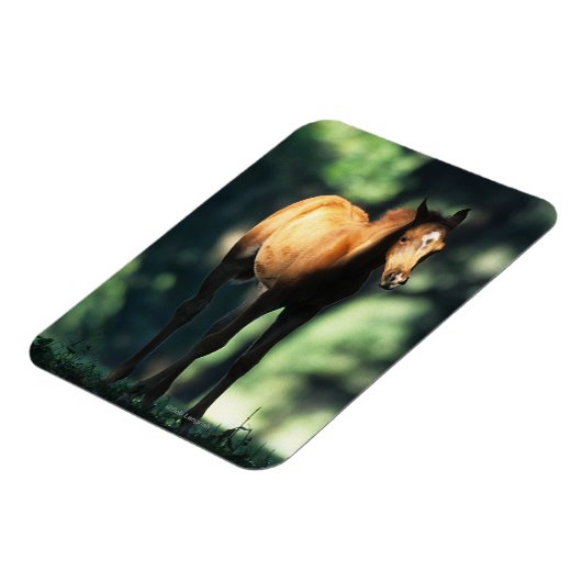 Arab Foal in de Trees Magneet (Linkerzijde)