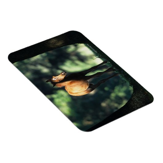 Arab Foal in de Trees Magneet (Rechterzijde)