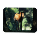 Arab Foal in de Trees Magneet (Horizontaal)