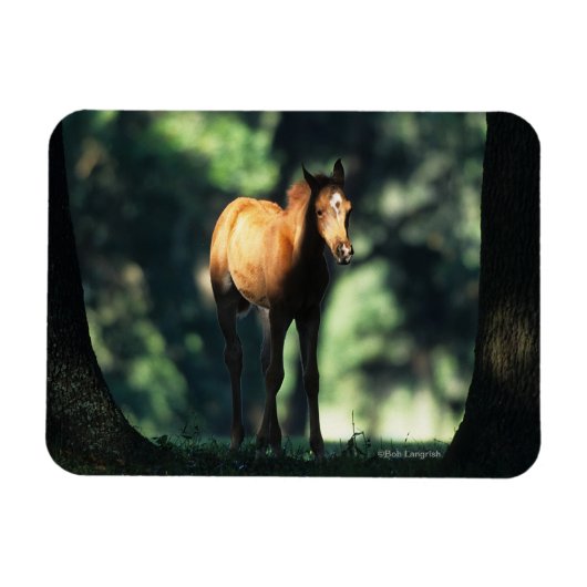 Arab Foal in de Trees Magneet (Horizontaal)