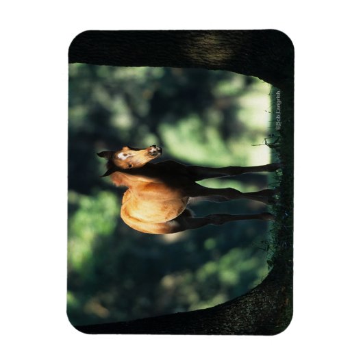 Arab Foal in de Trees Magneet (Verticaal)