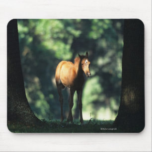 Arab Foal in de Trees Muismat