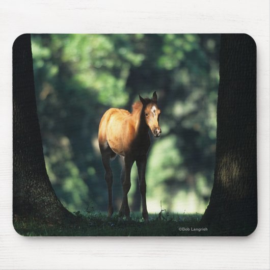 Arab Foal in de Trees Muismat (Voorkant)